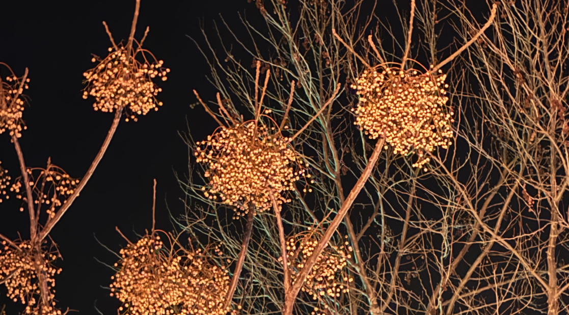 AI + Cinema Lab — Mediterranean Forms